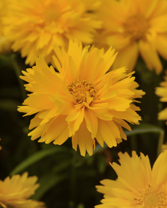 x1 Coreopsis Double the Sun 19cm/3Ltr