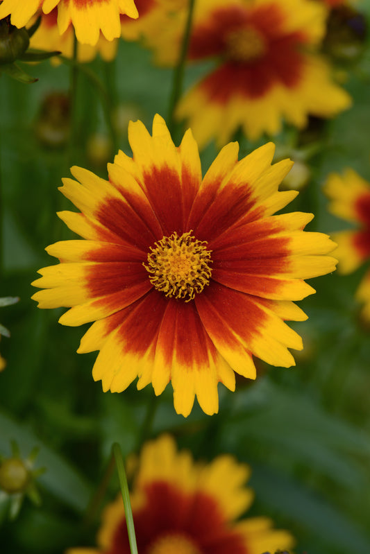 x1 Coreopsis UpTick Gold Bronze 19cm/3Ltr
