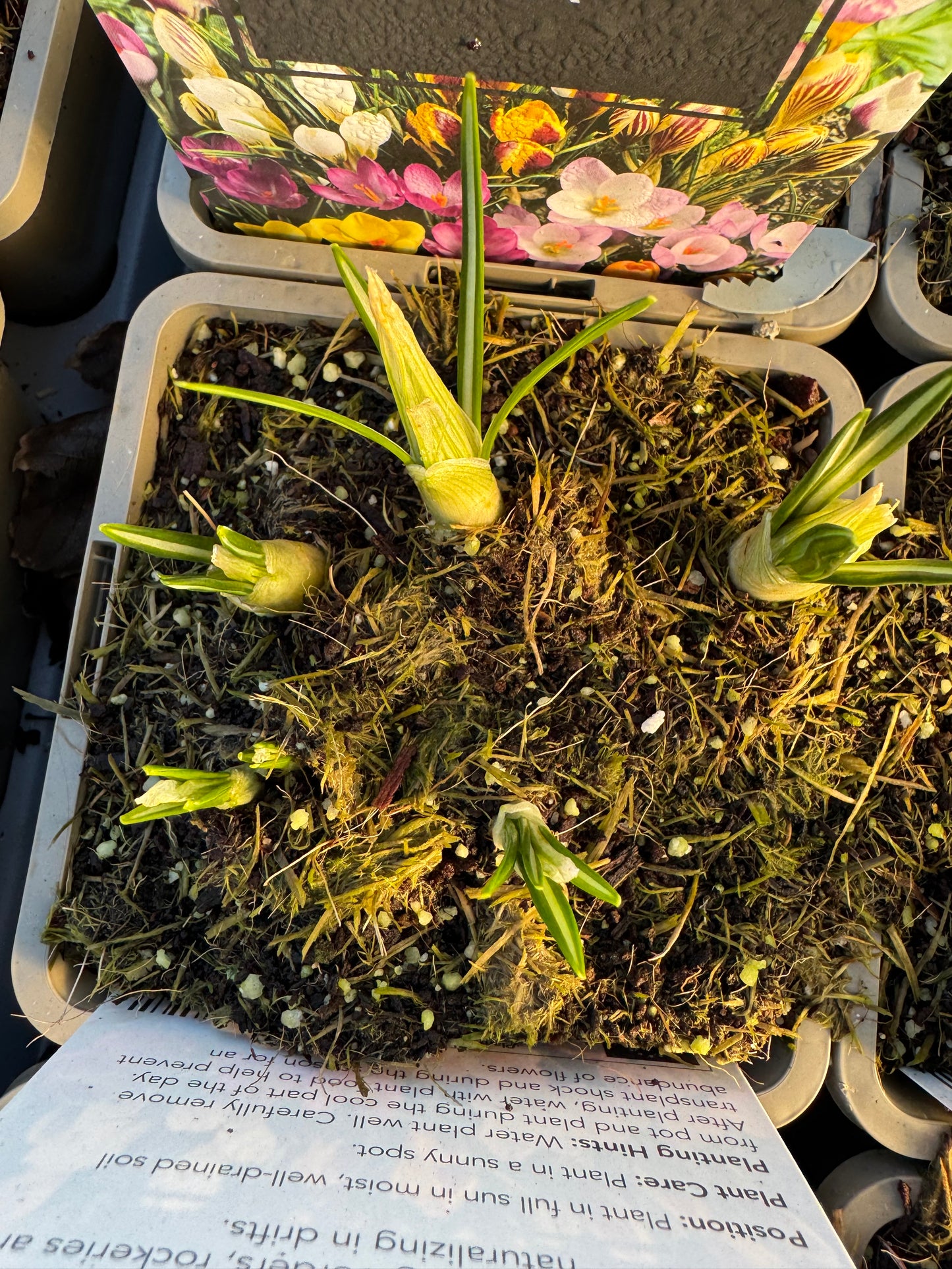 x2 Crocus Mix Plants 13cm/1Litre