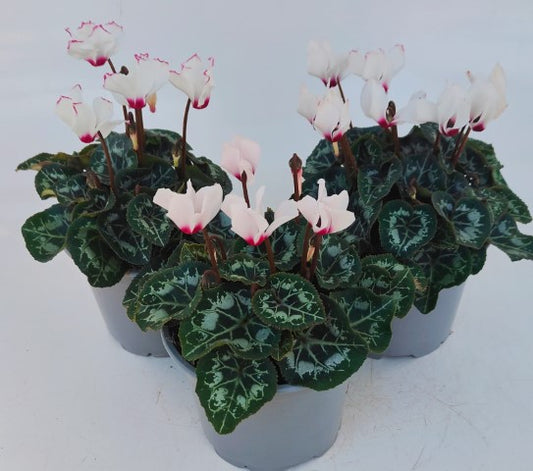 x2 Cyclamen Absolu Victoria Plants in 13cm/1 Ltr pots