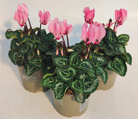 x3 Cyclamen Light Pink plants 10.5cm/9cm