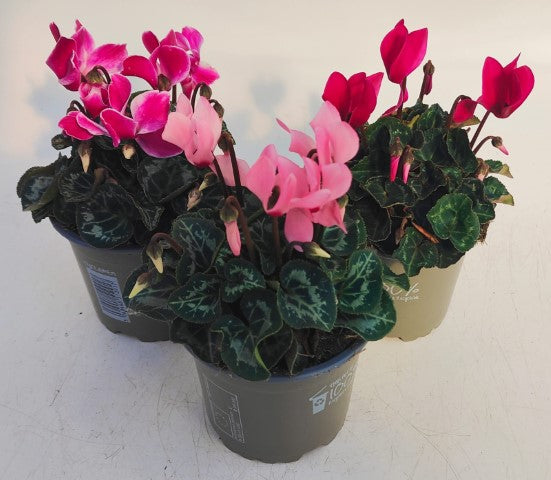 x3 Cyclamen Metis Mix Plants 10.5cm/9cm