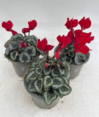 x3 Cyclamen Red plants 10.5cm/9cm