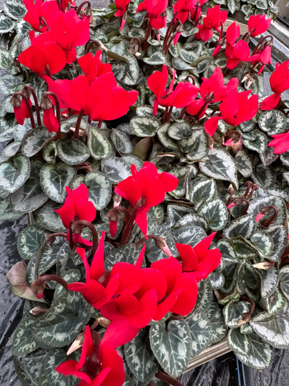 x3 Cyclamen Red plants 10.5cm/9cm