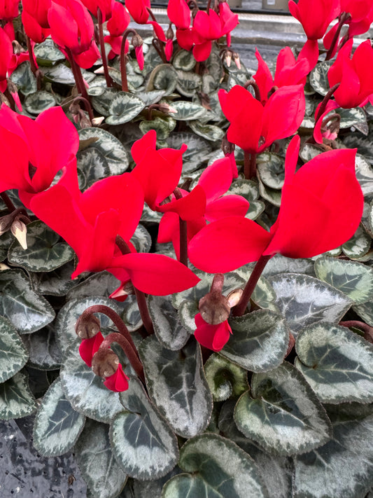 x3 Cyclamen Red plants 10.5cm/9cm