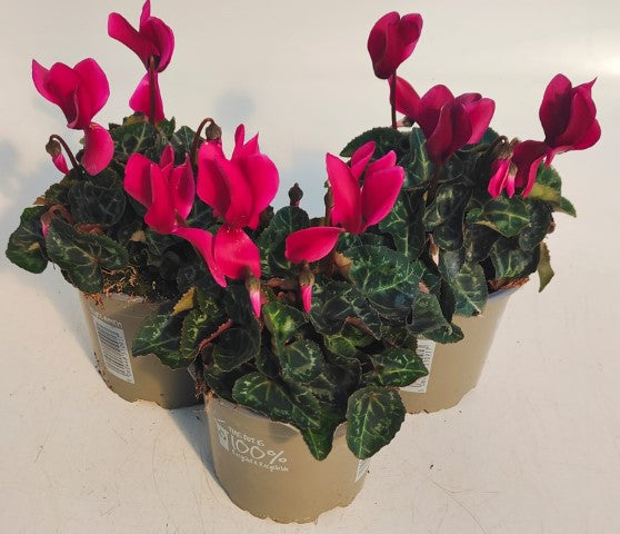 x3 Cyclamen Wine/Purple plants 10.5cm/9cm
