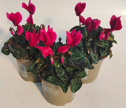 x3 Cyclamen Wine/Purple plants 10.5cm/9cm