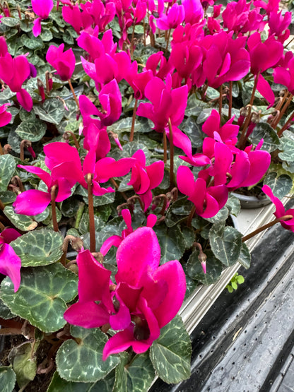 x3 Cyclamen Wine/Purple plants 10.5cm/9cm