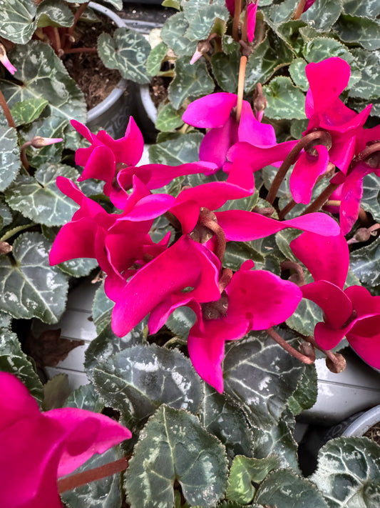 x3 Cyclamen Wine/Purple plants 10.5cm/9cm