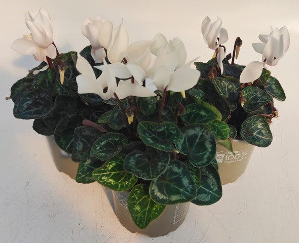 x3 Cyclamen White plants 10.5cm/9cm