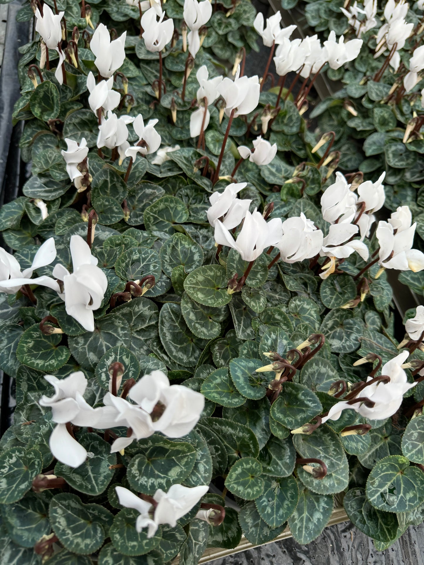 x3 Cyclamen White plants 10.5cm/9cm