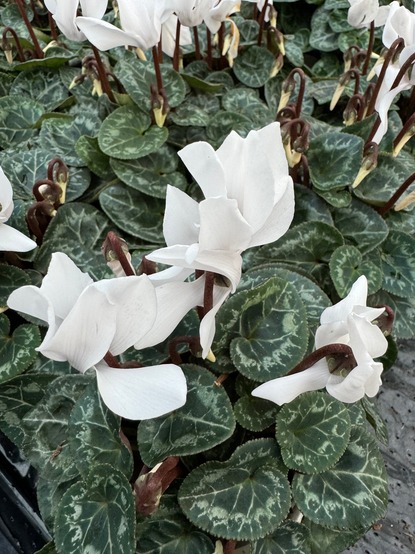 x3 Cyclamen White plants 10.5cm/9cm