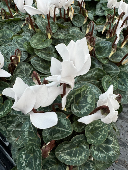 x3 Cyclamen White plants 10.5cm/9cm