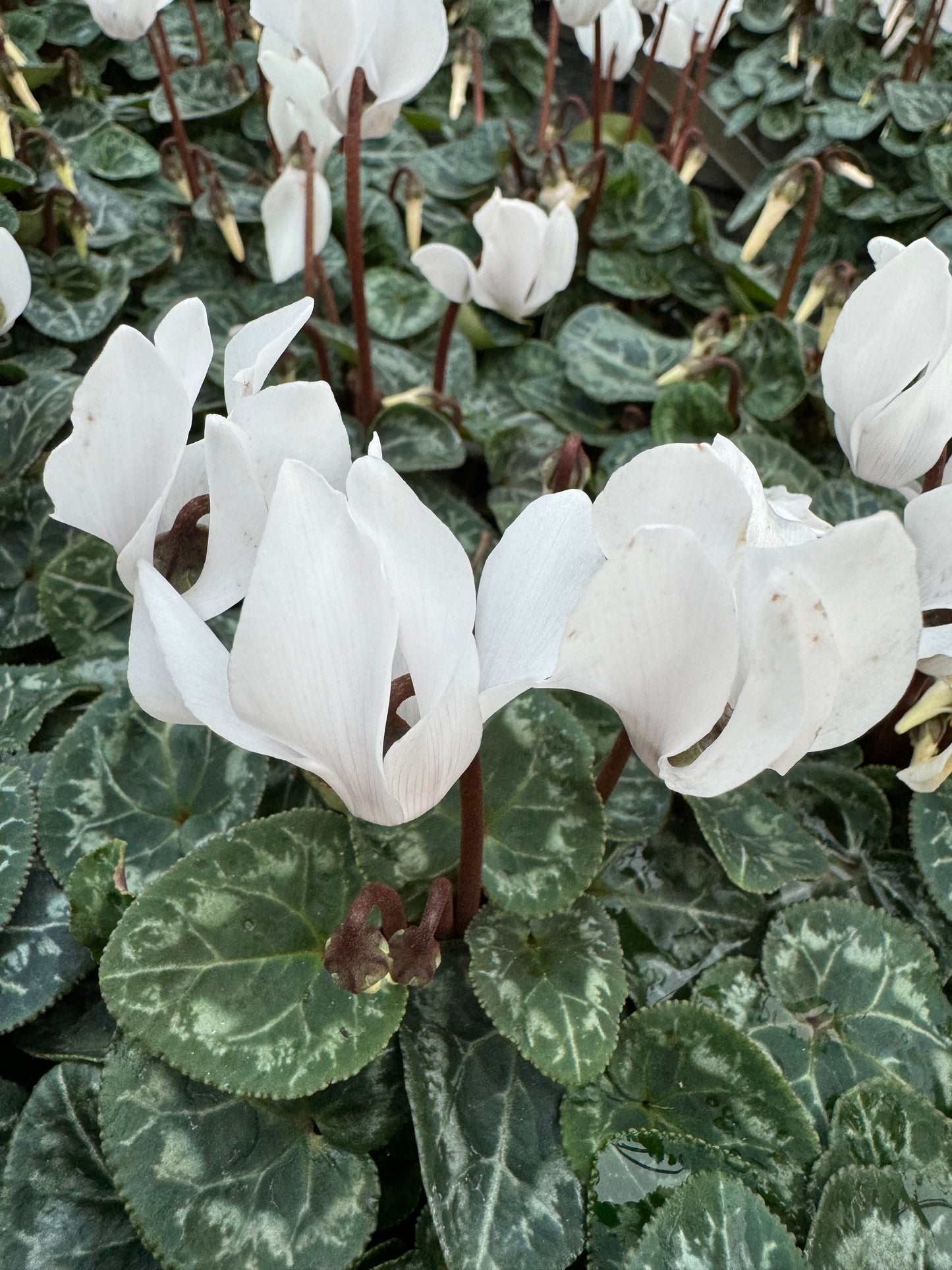 x3 Cyclamen White plants 10.5cm/9cm