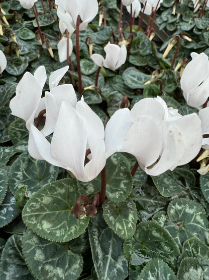 x3 Cyclamen White plants 10.5cm/9cm