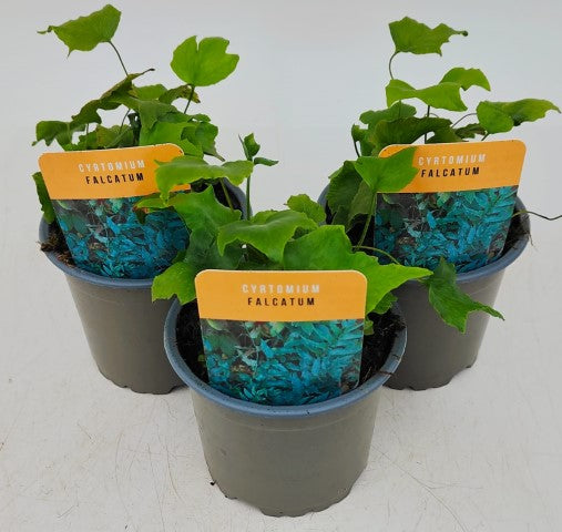 x3 Cyrtomium falcatum Plants in 10.5cm/9cm pots Fern/Grass