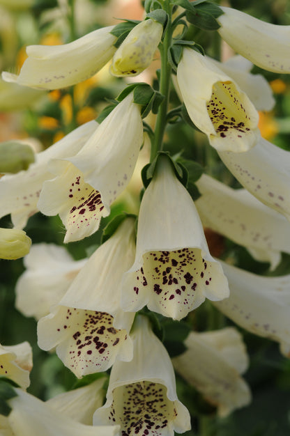 x1 Digitalis Dalmatian Cream 19cm/3Ltr