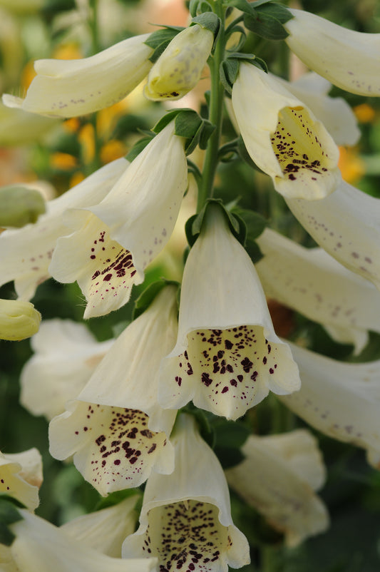 x1 Digitalis Dalmatian Cream 19cm/3Ltr