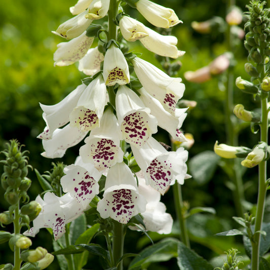 x1 Digitalis Dalmatian White 19cm/3Ltr