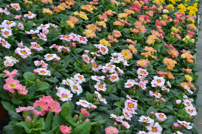 x3 Primula Primrose Mix 10.5cm