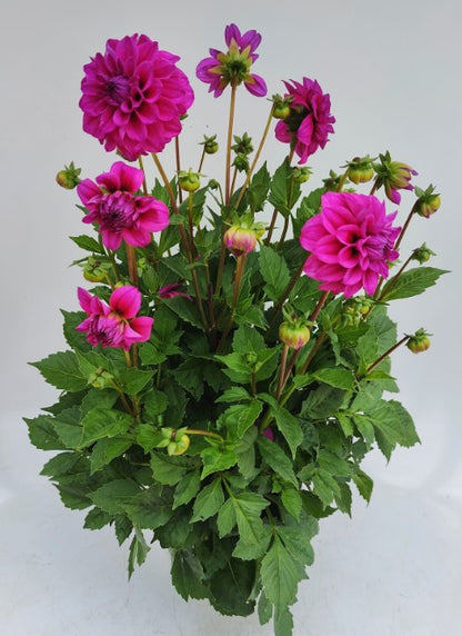 x1 Dahlia Grandahlia Dark Rose 19cm/3Ltr