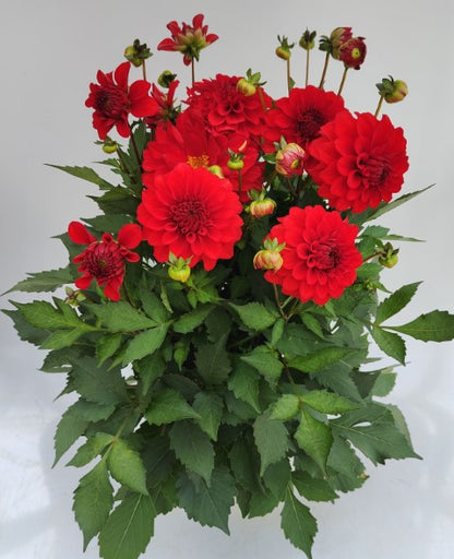 x1 Dahlia Grandahlia Red 19cm/3Ltr