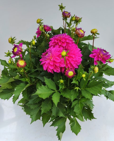 x1 Dahlia Grandahlia Rose 19cm/3Ltr