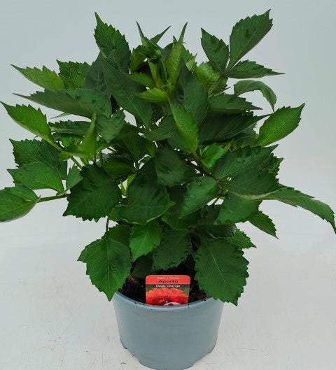 x1 Dahlia Aperto Deep Orange 19cm/3Ltr