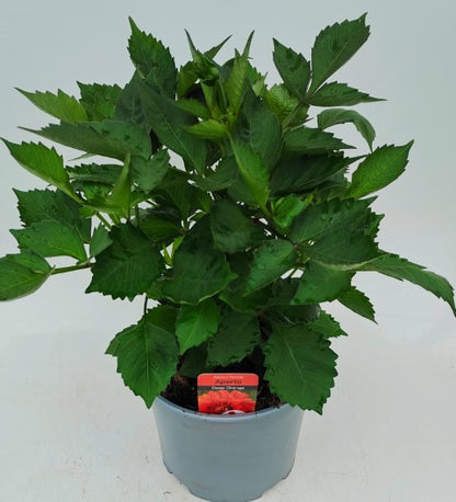 x1 Dahlia Aperto Deep Orange 19cm/3Ltr