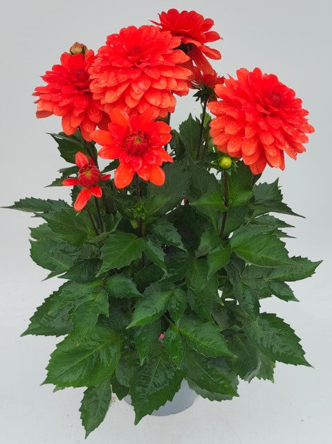 x1 Dahlia Aperto Deep Orange 19cm/3Ltr