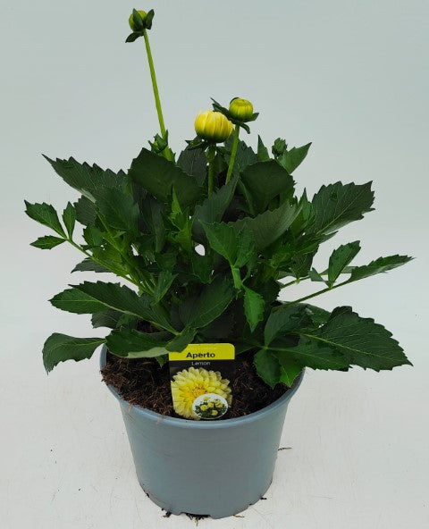 x1 Dahlia Aperto Lemon 19cm/3Ltr