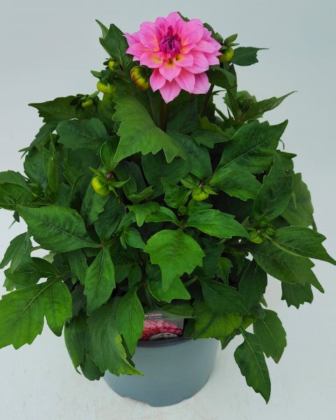 x1 Dahlia Aperto Rose 19cm/3Ltr