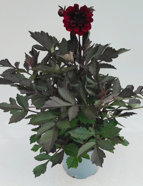 x1 Dahlia Dark Dalaya Aruna 19cm/3Ltr