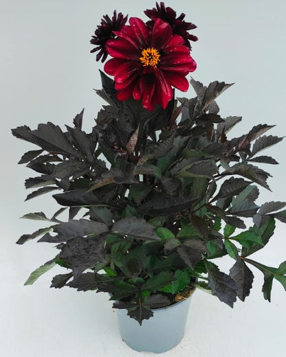 x1 Dahlia Dark Dalaya Aruna 19cm/3Ltr