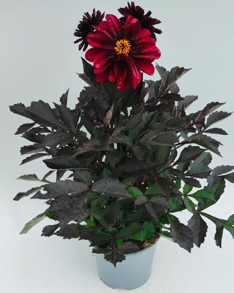 x1 Dahlia Dark Dalaya Aruna 19cm/3Ltr