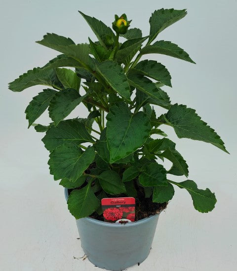 x1 Dahlia Gallery Red 19cm/3Ltr