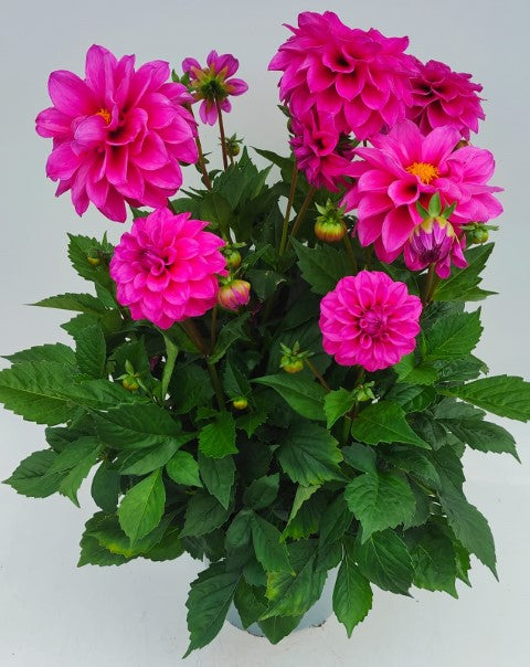 x1 Dahlia Grandahlia Dark Rose 19cm/3Ltr
