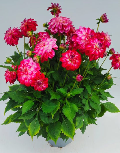 x1 Dahlia Grandahlia Peach 19cm/3Ltr