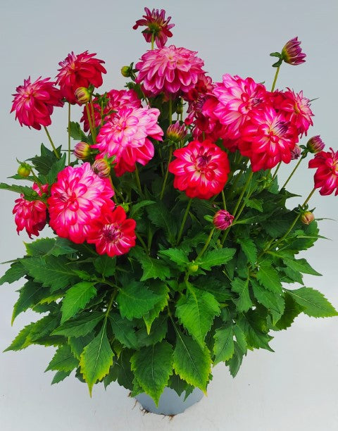 x1 Dahlia Grandahlia Peach 19cm/3Ltr