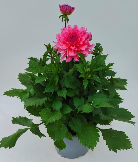 x1 Dahlia Grandahlia Pink 19cm/3Ltr