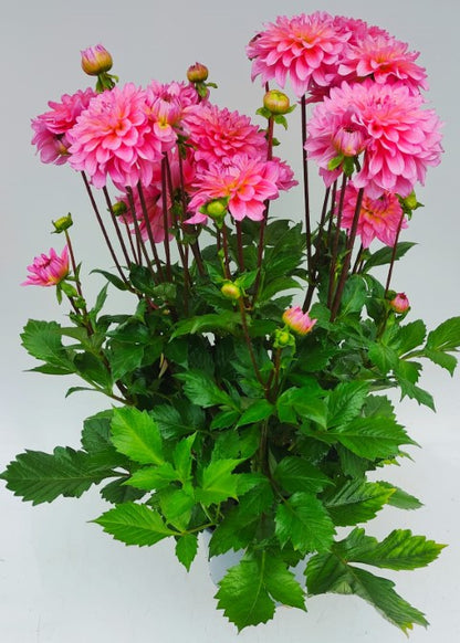 x1 Dahlia Grandahlia Pink 19cm/3Ltr
