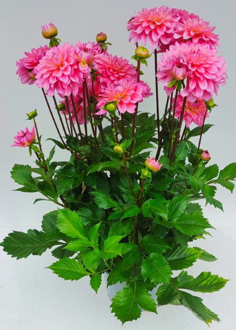 x1 Dahlia Grandahlia Pink 19cm/3Ltr