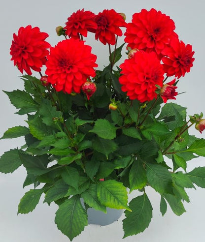 x1 Dahlia Grandahlia Red 19cm/3Ltr