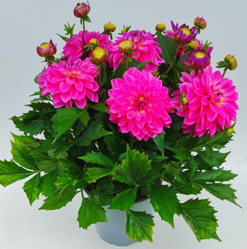 x1 Dahlia Grandahlia Rose 19cm/3Ltr