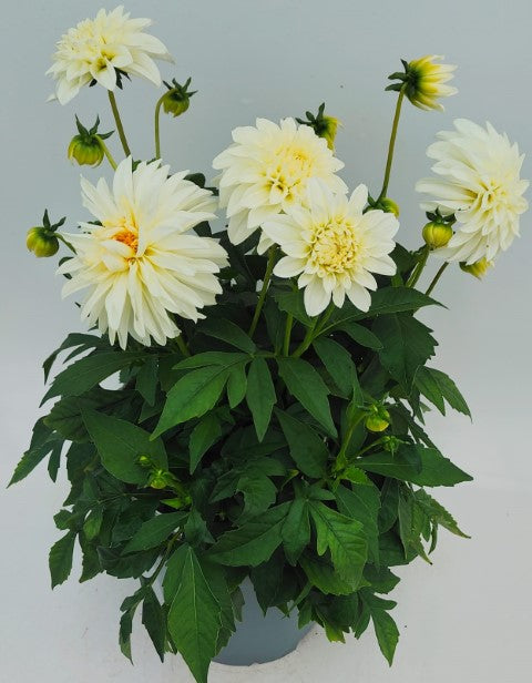 x1 Dahlia Grandahlia White 19cm/3Ltr