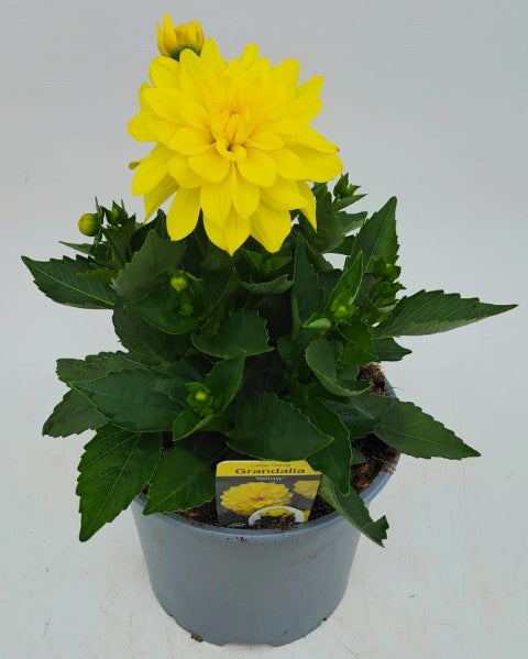 x1 Dahlia Grandahlia Yellow 19cm/3Ltr