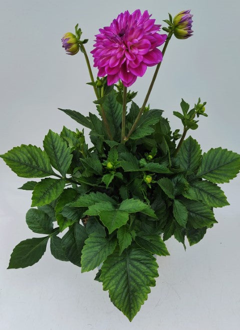 x1 Dahlia Maxi Cadena 19cm/3Ltr