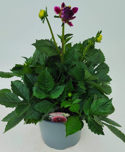 x1 Dahlia Maxi Cancun 19cm/3Ltr