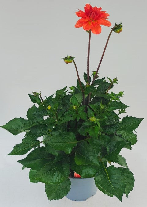 x1 Dahlia Maxi Orange 19cm/3Ltr