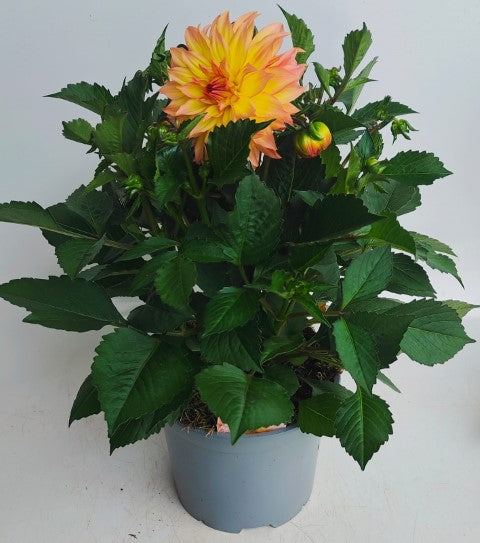 x1 Dahlia Maxi Peach 19cm/3Ltr
